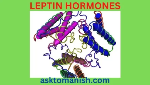 leptin hormones