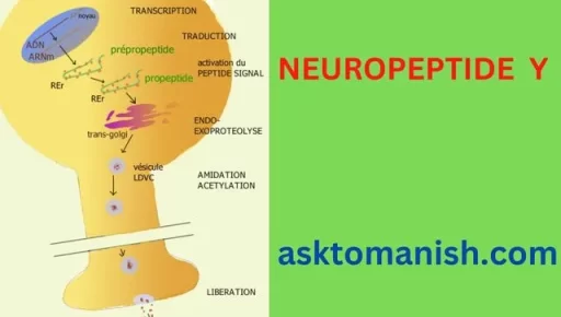 neuropeptide y hormones